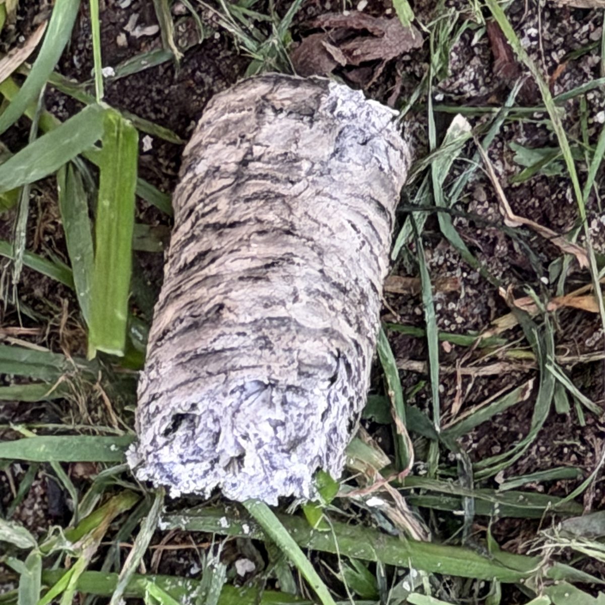 A long cylinder of Asylum 13 Corojo ash lying intact in the grass after falling