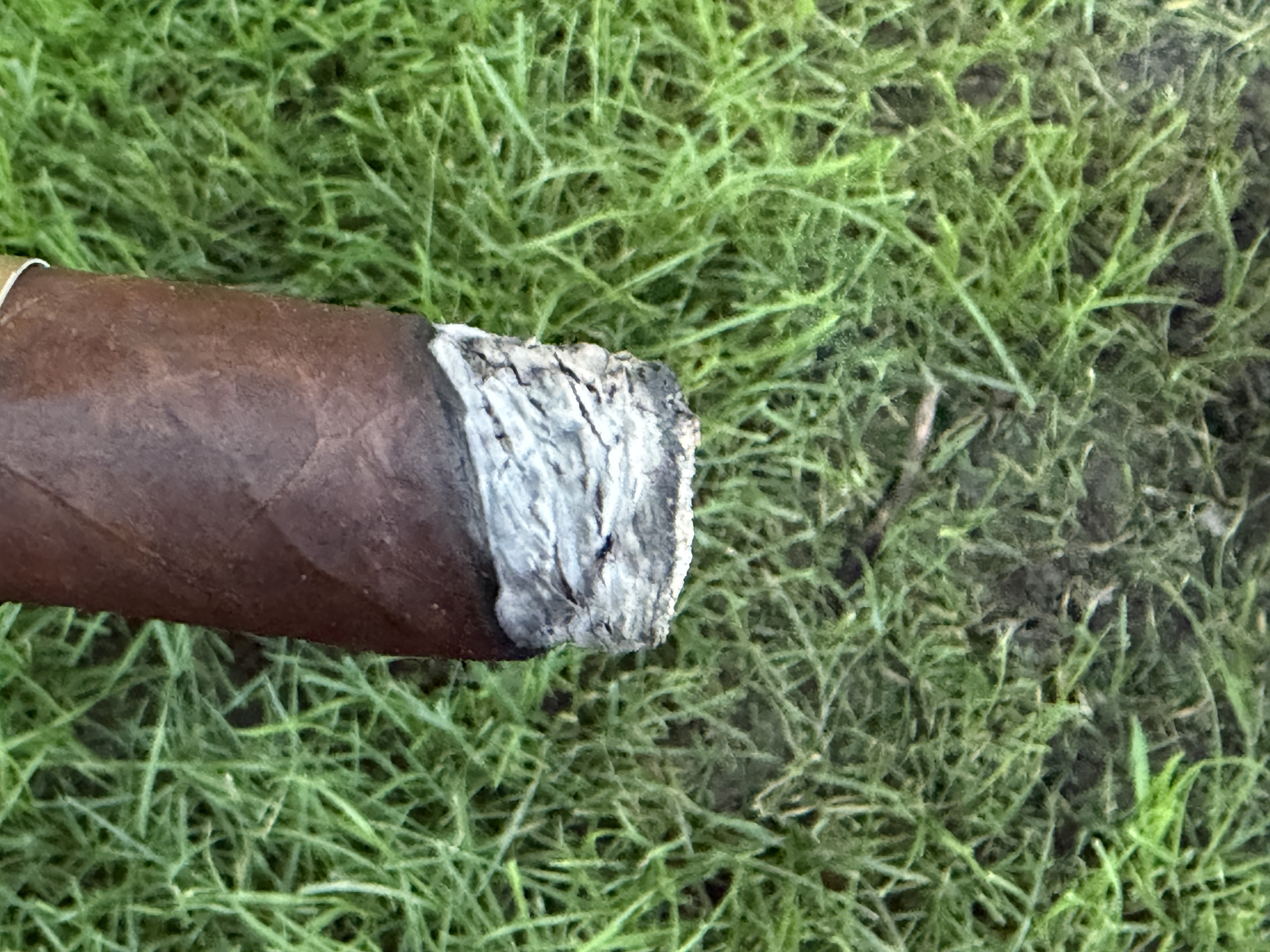 Lit Mil Días Maduro with a tight, stacked grey ash at the foot